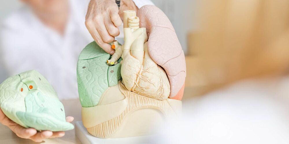Ein Arzt zeigt etwas an einem Modell für die Thoraxchirurgie 