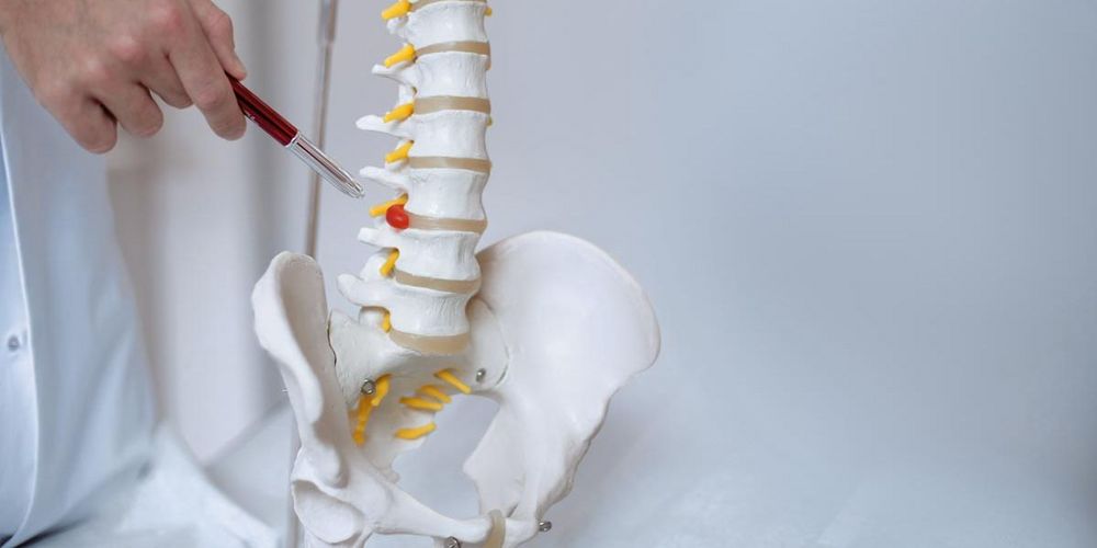 Modell einer Wirbelsäule inklusive Becken auf welches mit einem Stift gezeigt wird. 